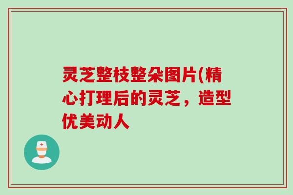 灵芝整枝整朵图片(精心打理后的灵芝，造型优美动人