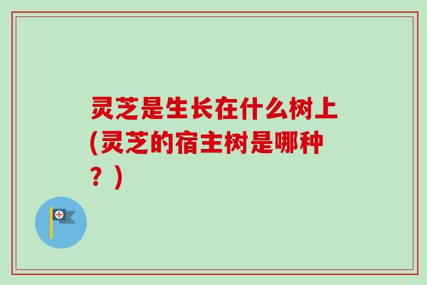 灵芝是生长在什么树上(灵芝的宿主树是哪种？)