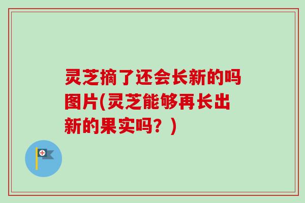 灵芝摘了还会长新的吗图片(灵芝能够再长出新的果实吗?) 灵芝摘了还会长新的吗图片(灵芝能够再长出新的果实吗?)