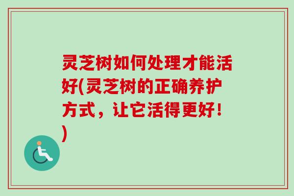 灵芝树如何处理才能活好(灵芝树的正确养护方式,让它活得更好!) 灵芝树如何处理才能活好(灵芝树的正确养护方式,让它活得更好!)