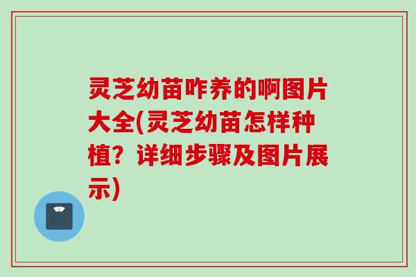 灵芝幼苗咋养的啊图片大全(灵芝幼苗怎样种植？详细步骤及图片展示)