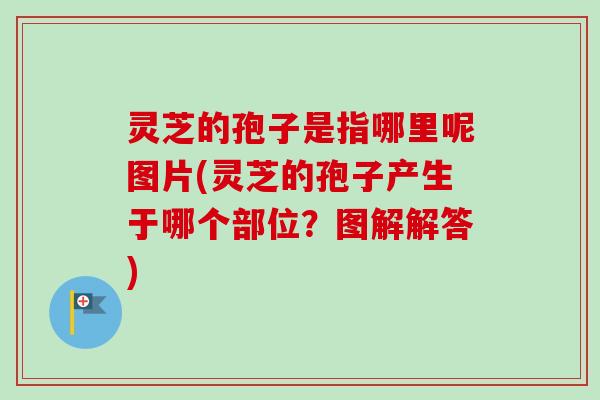 灵芝的孢子是指哪里呢图片(灵芝的孢子产生于哪个部位？图解解答)