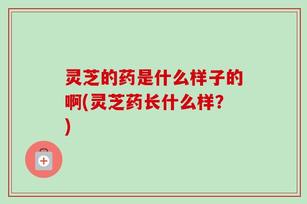 灵芝的药是什么样子的啊(灵芝药长什么样？)