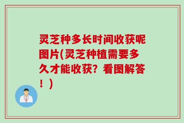 灵芝种多长时间收获呢图片(灵芝种植需要多久才能收获？看图解答！)