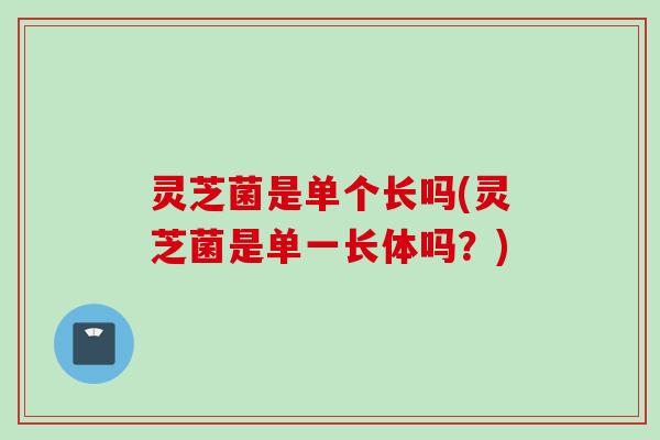 灵芝菌是单个长吗(灵芝菌是单一长体吗？)