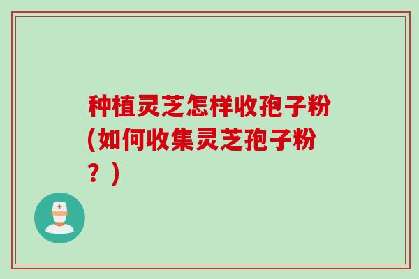 种植灵芝怎样收孢子粉(如何收集灵芝孢子粉？)