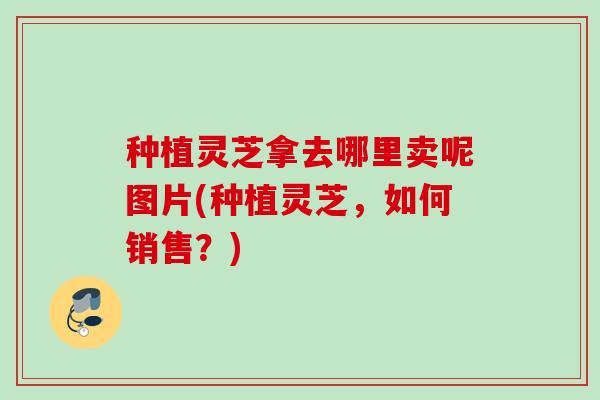 种植灵芝拿去哪里卖呢图片(种植灵芝，如何销售？)