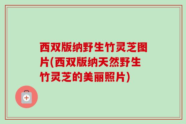 西双版纳野生竹灵芝图片(西双版纳天然野生竹灵芝的美丽照片)