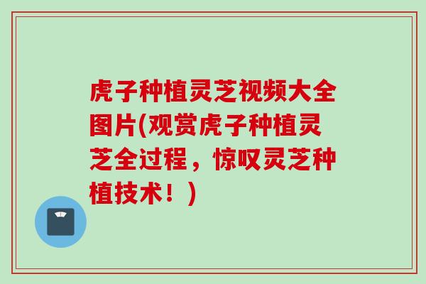 虎子种植灵芝视频大全图片(观赏虎子种植灵芝全过程,惊叹灵芝种植技术!) 虎子种植灵芝视频大全图片(观赏虎子种植灵芝全过程,惊叹灵芝种植技术!)