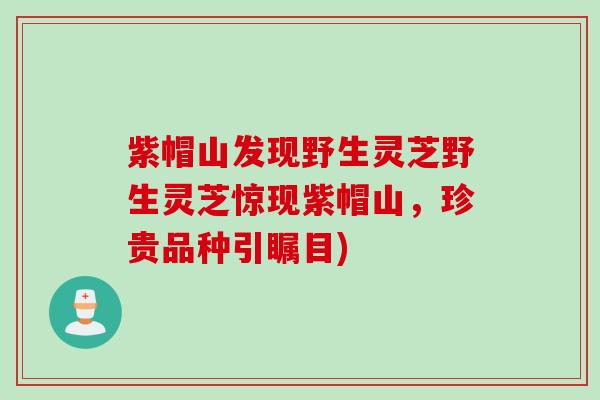 紫帽山发现野生灵芝野生灵芝惊现紫帽山，珍贵品种引瞩目)