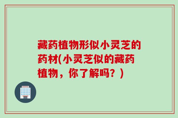 藏药植物形似小灵芝的药材(小灵芝似的藏药植物，你了解吗？)