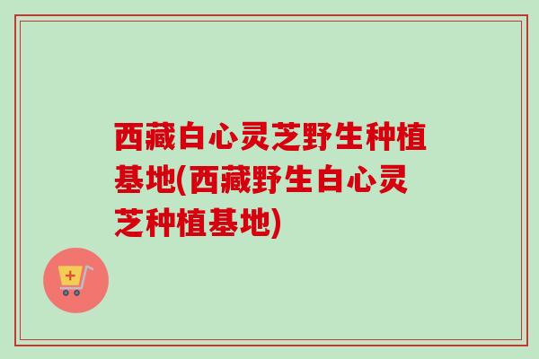 西藏白心灵芝野生种植基地(西藏野生白心灵芝种植基地)