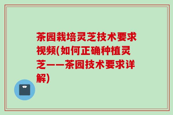 茶园栽培灵芝技术要求视频(如何正确种植灵芝——茶园技术要求详解)