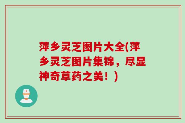 萍乡灵芝图片大全(萍乡灵芝图片集锦，尽显神奇草药之美！)