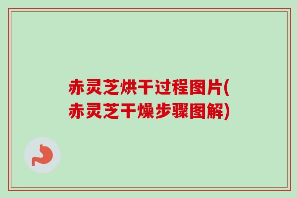 赤灵芝烘干过程图片(赤灵芝干燥步骤图解) 赤灵芝烘干过程图片(赤灵芝干燥步骤图解)