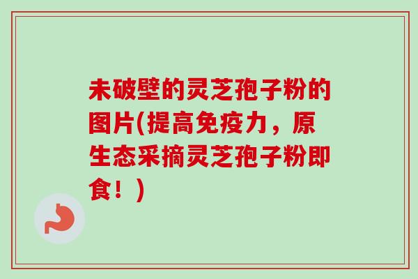 未破壁的灵芝孢子粉的图片(提高免疫力，原生态采摘灵芝孢子粉即食！)