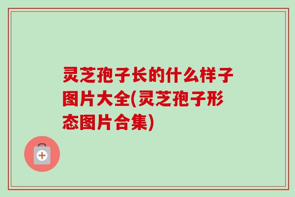 灵芝孢子长的什么样子图片大全(灵芝孢子形态图片合集)