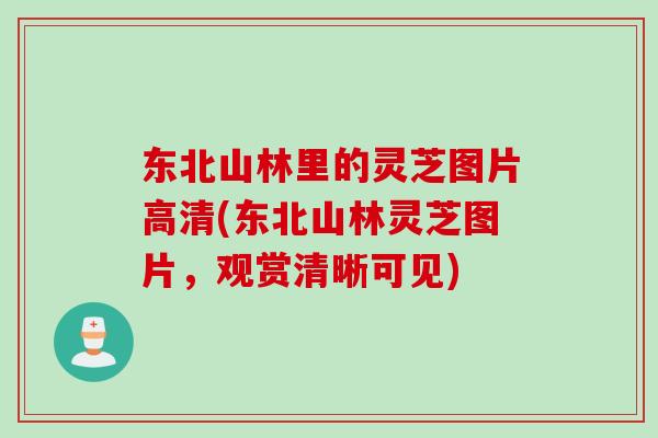 东北山林里的灵芝图片高清(东北山林灵芝图片，观赏清晰可见)