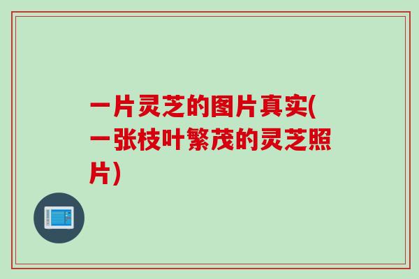 一片灵芝的图片真实(一张枝叶繁茂的灵芝照片)