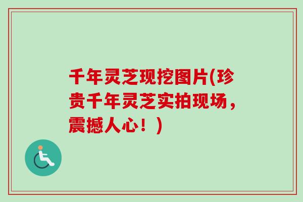 千年灵芝现挖图片(珍贵千年灵芝实拍现场，震撼人心！)