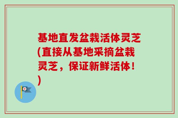 基地直发盆栽活体灵芝(直接从基地采摘盆栽灵芝，保证新鲜活体！)