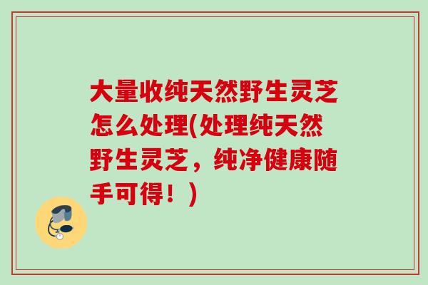 大量收纯天然野生灵芝怎么处理(处理纯天然野生灵芝,纯净健康随手可得!) 大量收纯天然野生灵芝怎么处理(处理纯天然野生灵芝,纯净健康随手可得!)