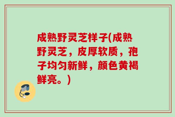 成熟野灵芝样子(成熟野灵芝,皮厚软质,孢子均匀新鲜,颜色黄褐鲜亮。) 成熟野灵芝样子(成熟野灵芝,皮厚软质,孢子均匀新鲜,颜色黄褐鲜亮。)