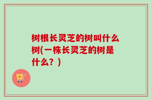 树根长灵芝的树叫什么树(一株长灵芝的树是什么？)
