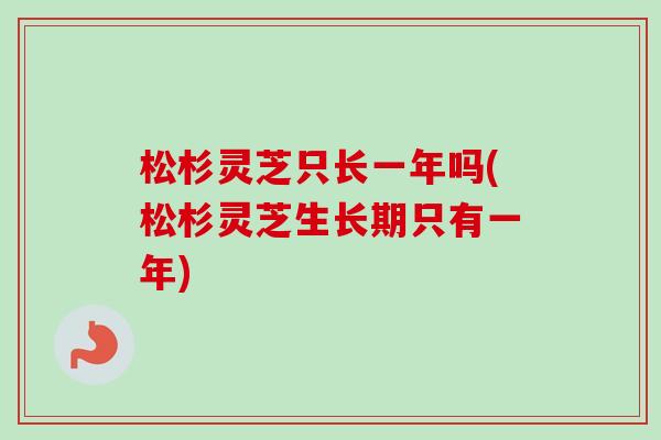 松杉灵芝只长一年吗(松杉灵芝生长期只有一年)