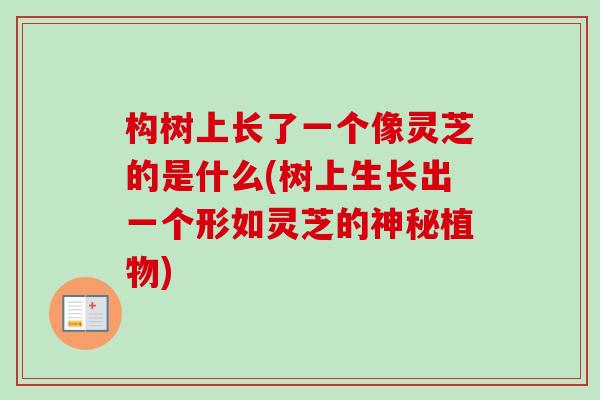 构树上长了一个像灵芝的是什么(树上生长出一个形如灵芝的神秘植物)