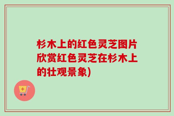 杉木上的红色灵芝图片欣赏红色灵芝在杉木上的壮观景象)