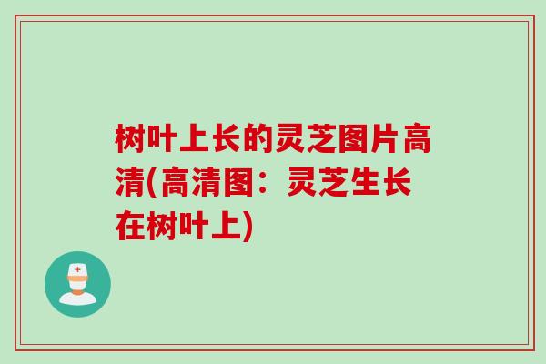 树叶上长的灵芝图片高清(高清图：灵芝生长在树叶上)