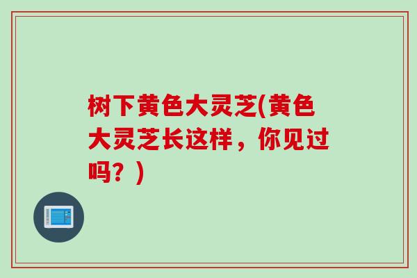 树下黄色大灵芝(黄色大灵芝长这样，你见过吗？)