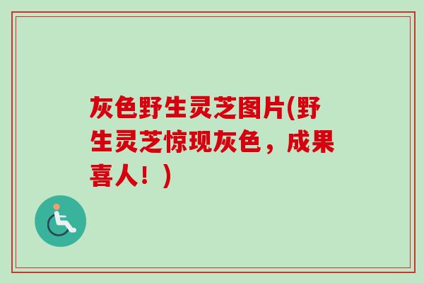 灰色野生灵芝图片(野生灵芝惊现灰色，成果喜人！)