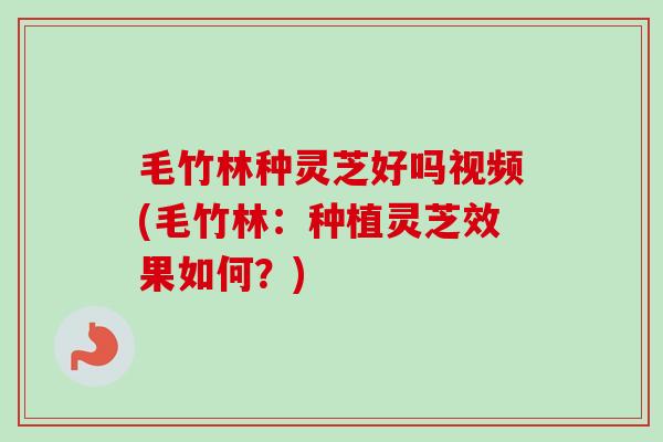 毛竹林种灵芝好吗视频(毛竹林：种植灵芝效果如何？)