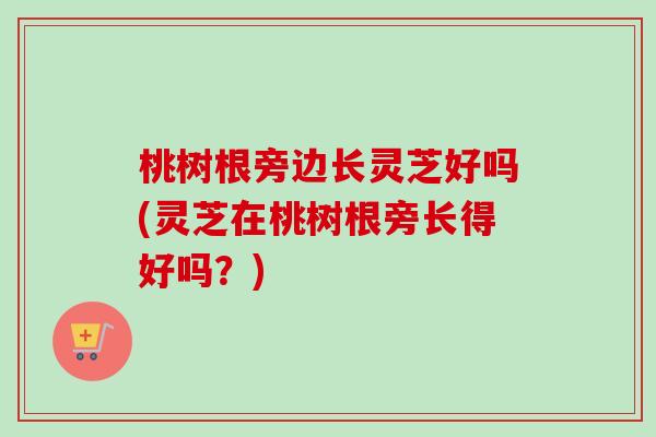 桃树根旁边长灵芝好吗(灵芝在桃树根旁长得好吗？)