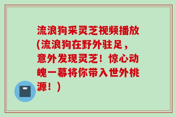 流浪狗采灵芝视频播放(流浪狗在野外驻足，意外发现灵芝！惊心动魄一幕将你带入世外桃源！)