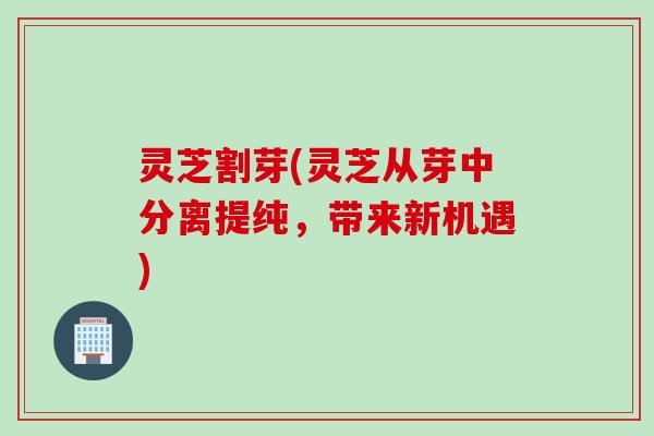 灵芝割芽(灵芝从芽中分离提纯，带来新机遇)