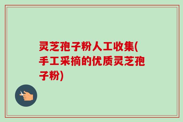 灵芝孢子粉人工收集(手工采摘的优质灵芝孢子粉) 灵芝孢子粉人工收集(手工采摘的优质灵芝孢子粉)