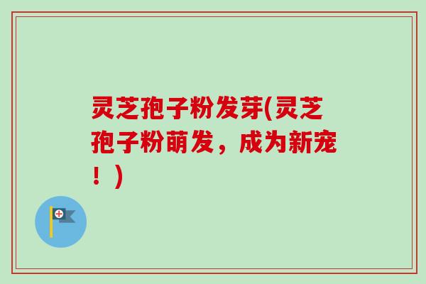 灵芝孢子粉发芽(灵芝孢子粉萌发，成为新宠！)