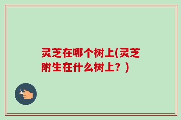 灵芝在哪个树上(灵芝附生在什么树上？)