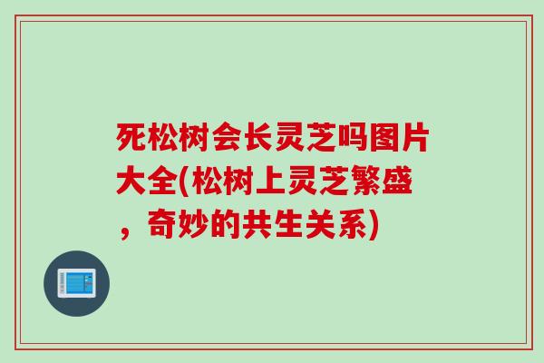 死松树会长灵芝吗图片大全(松树上灵芝繁盛，奇妙的共生关系)