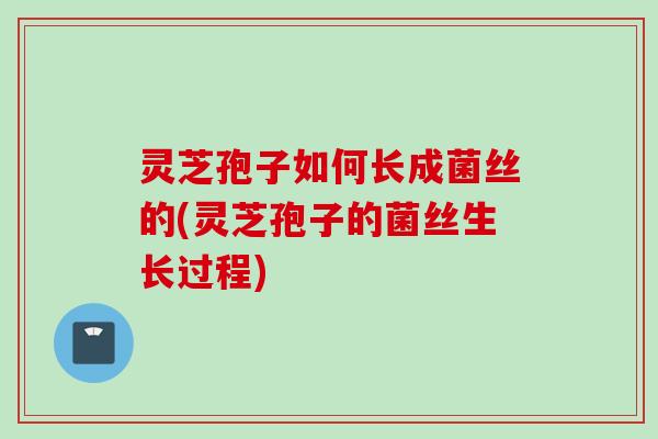 灵芝孢子如何长成菌丝的(灵芝孢子的菌丝生长过程)
