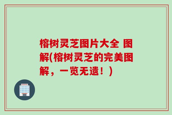 榕树灵芝图片大全 图解(榕树灵芝的完美图解,一览无遗!) 榕树灵芝图片大全 图解(榕树灵芝的完美图解,一览无遗!)