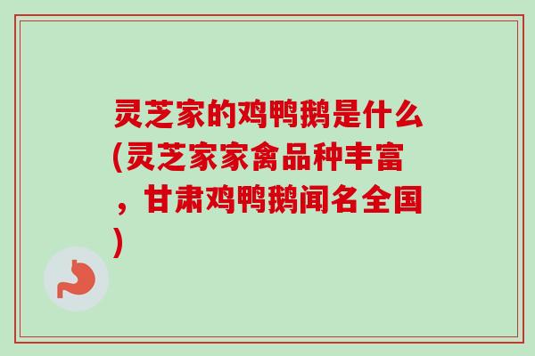灵芝家的鸡鸭鹅是什么(灵芝家家禽品种丰富,甘肃鸡鸭鹅闻名全国) 灵芝家的鸡鸭鹅是什么(灵芝家家禽品种丰富,甘肃鸡鸭鹅闻名全国)