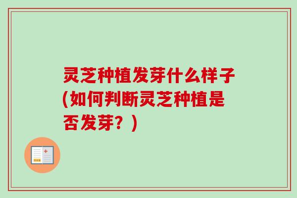 灵芝种植发芽什么样子(如何判断灵芝种植是否发芽？)