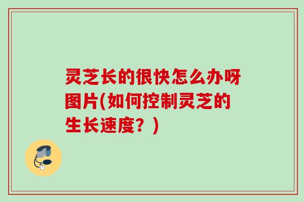 灵芝长的很快怎么办呀图片(如何控制灵芝的生长速度？)