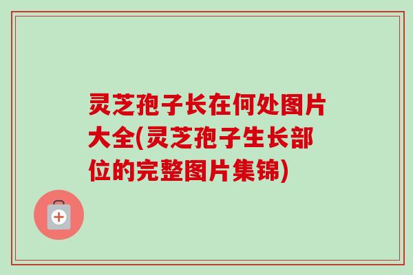 灵芝孢子长在何处图片大全(灵芝孢子生长部位的完整图片集锦)