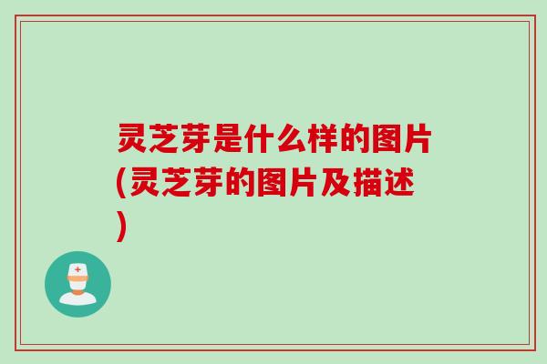 灵芝芽是什么样的图片(灵芝芽的图片及描述)