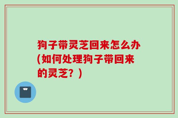 狗子带灵芝回来怎么办(如何处理狗子带回来的灵芝？)